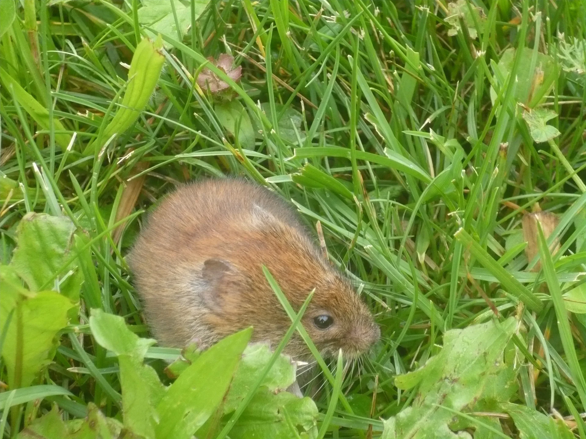 Umweltbaustelle Gleiwitzer Hütte | © Drexler Magarete
