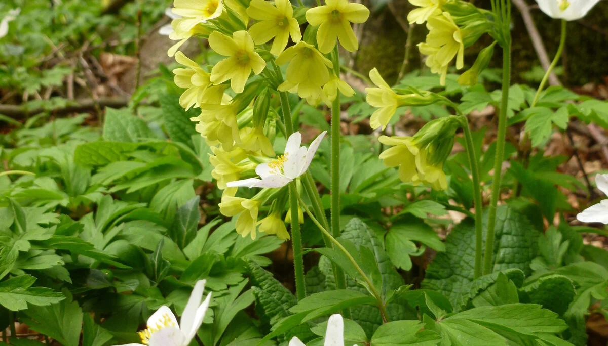 Oster-Mix | © Oster-Mix