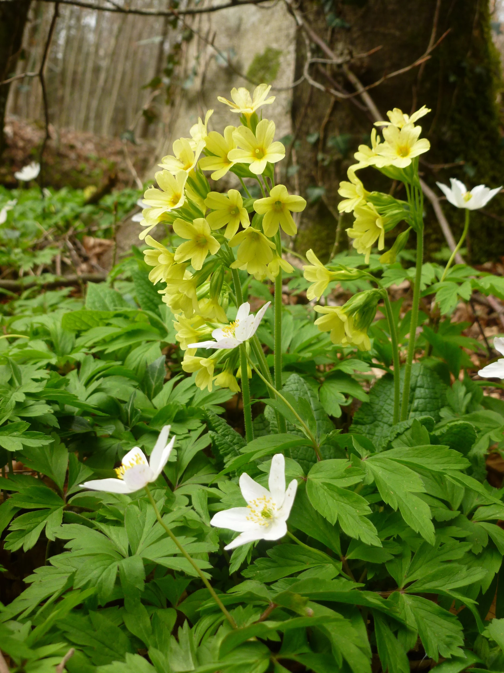 Oster-Mix | © Oster-Mix