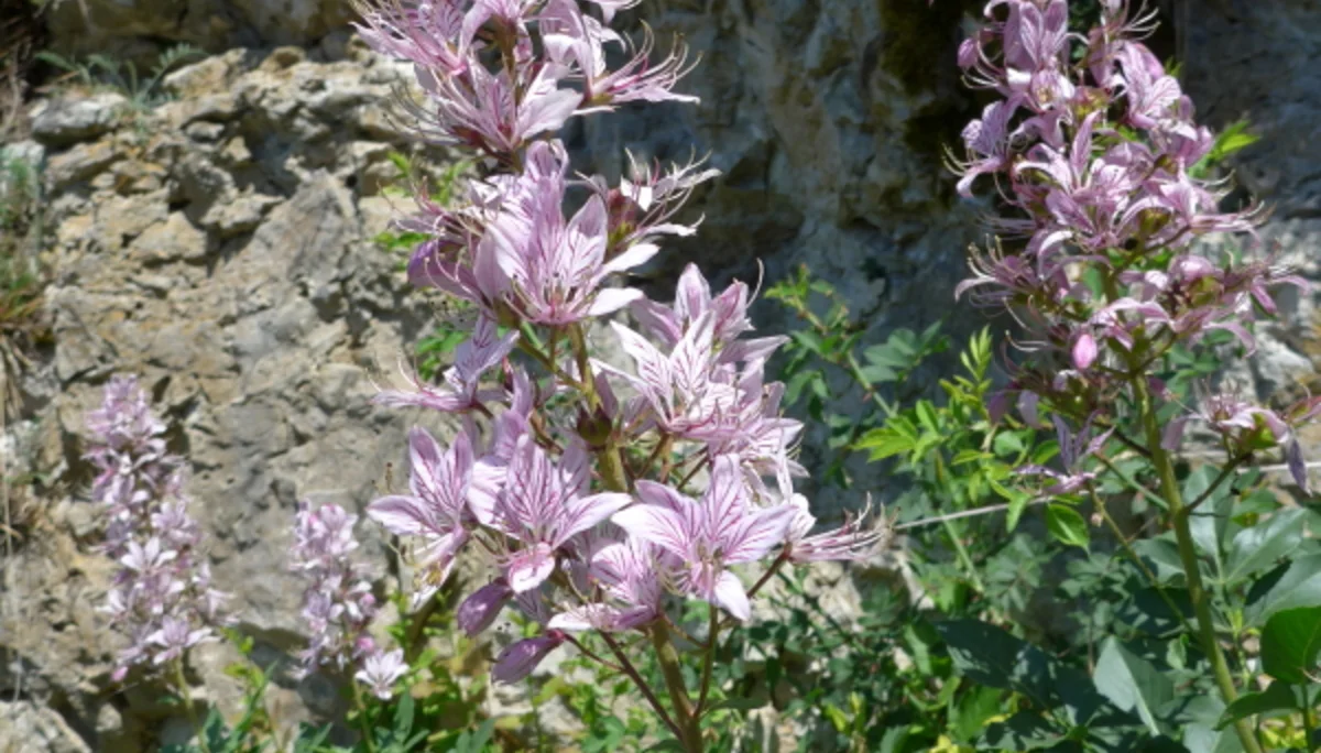 Schönhofen21Mai | © Schönhofen21Mai