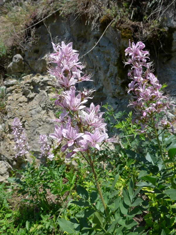 Schönhofen21Mai | © Schönhofen21Mai