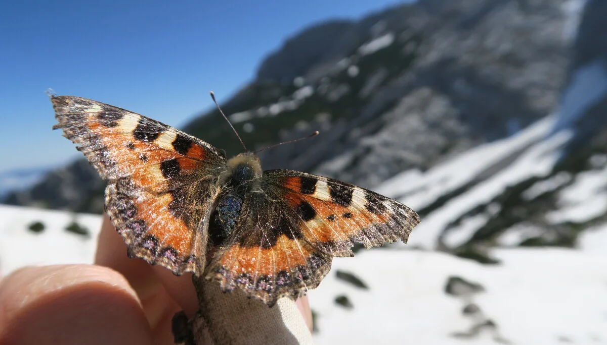 Blaueishütte | © Blaueishütte