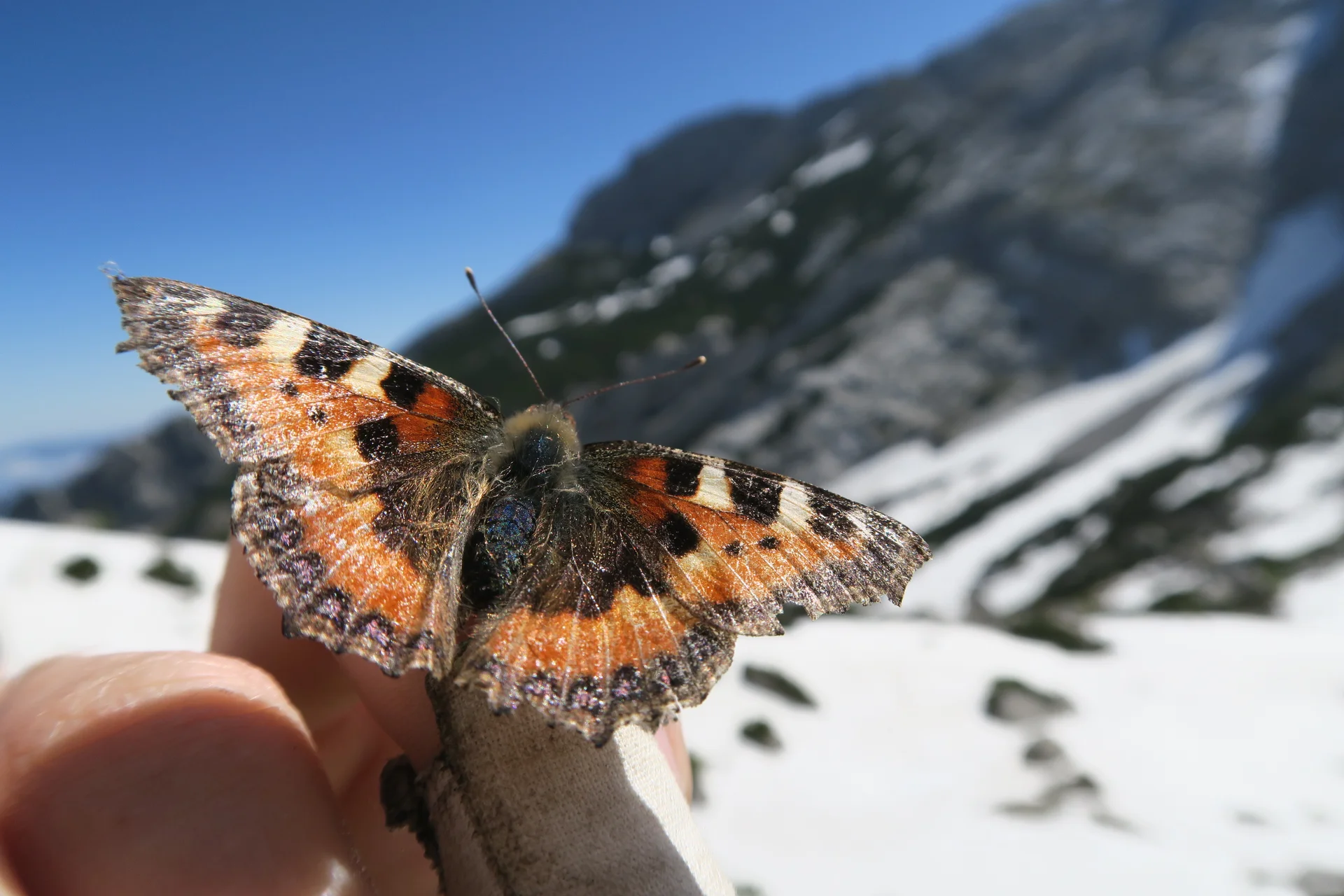 Blaueishütte | © Blaueishütte