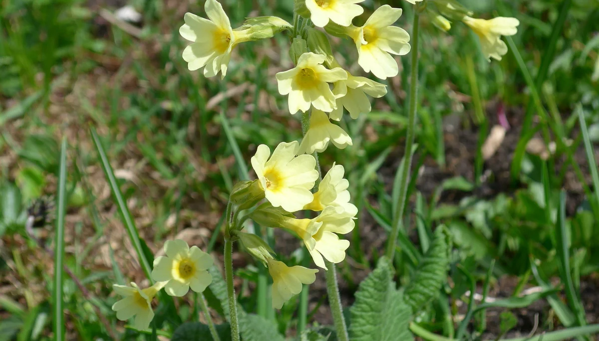 Zahmer Kaiser | © Ludwig Able
