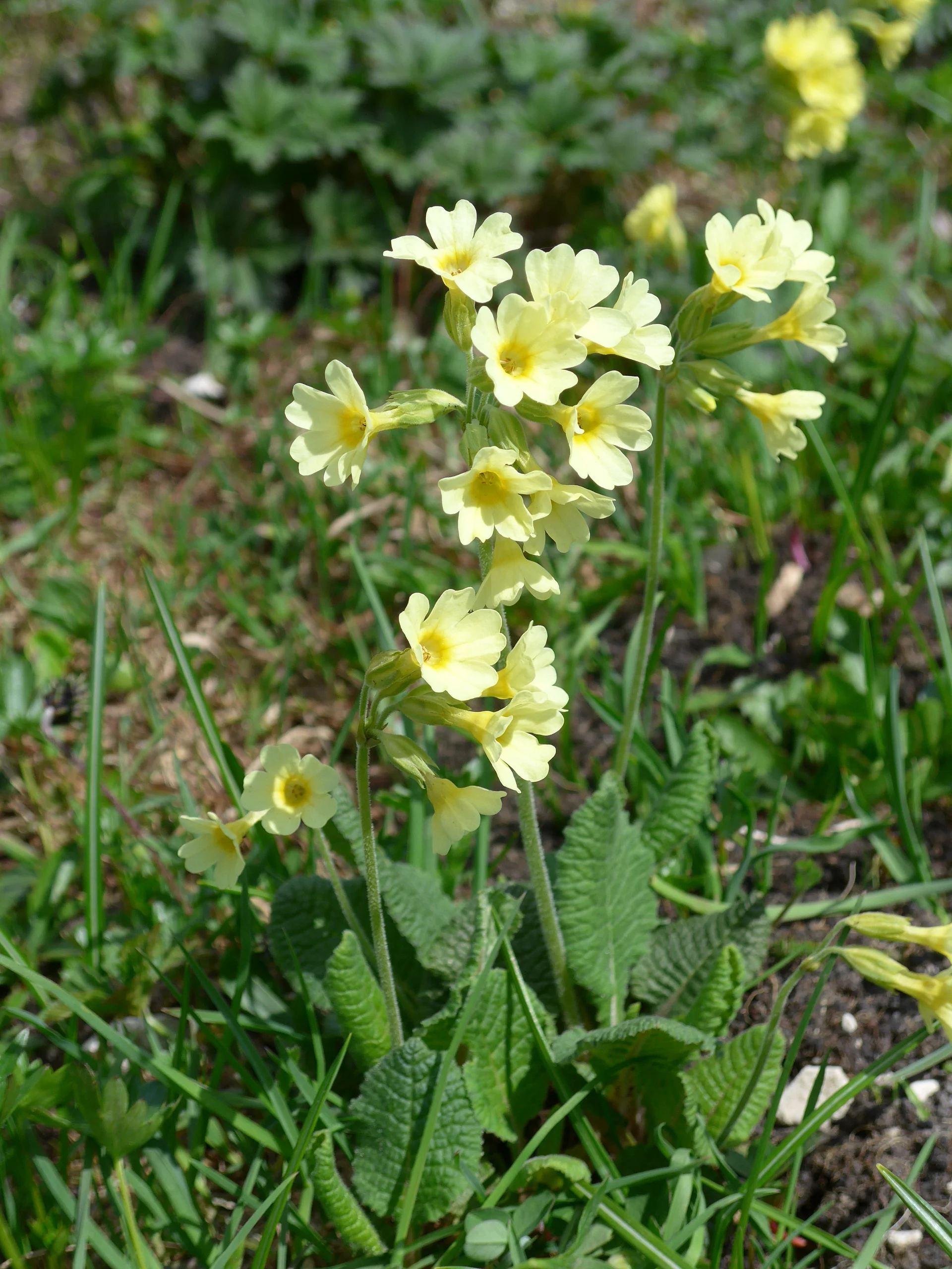 Zahmer Kaiser | © Ludwig Able