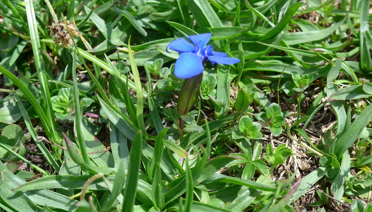 Zahmer Kaiser | © Ludwig Able