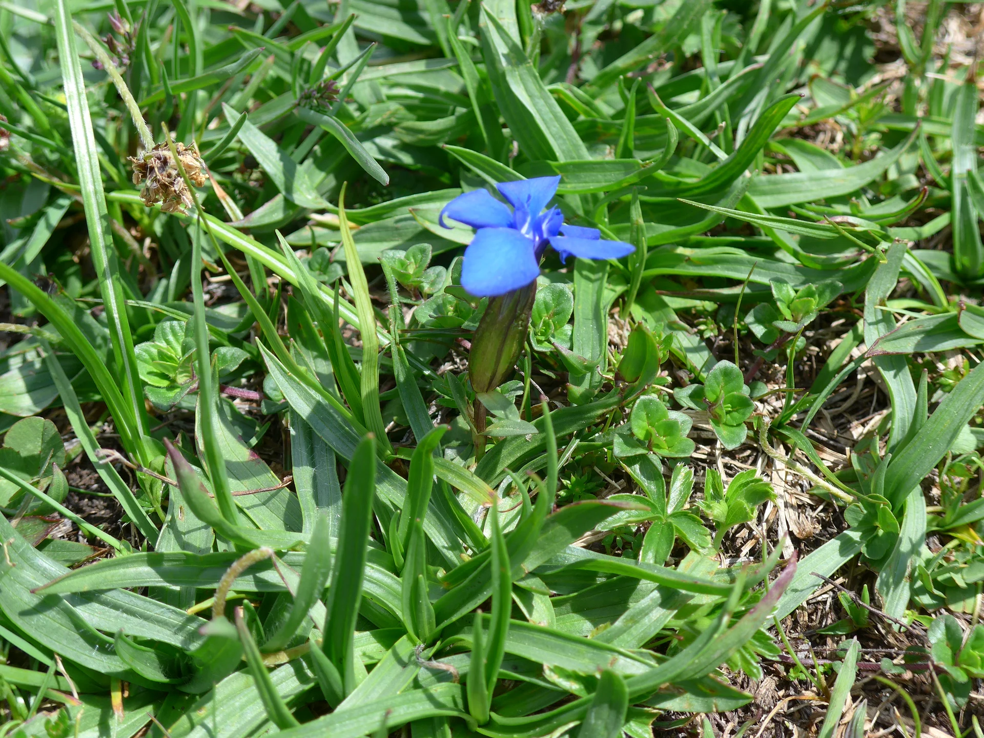 Zahmer Kaiser | © Ludwig Able