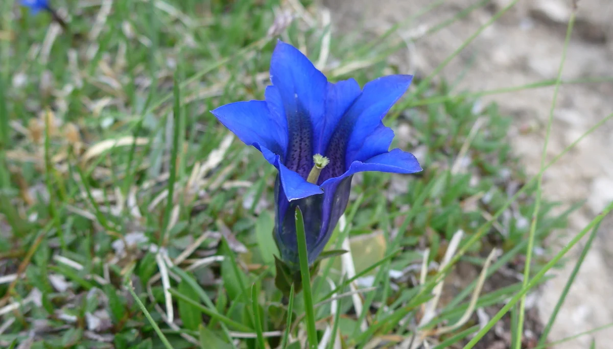 Zahmer Kaiser | © Ludwig Able