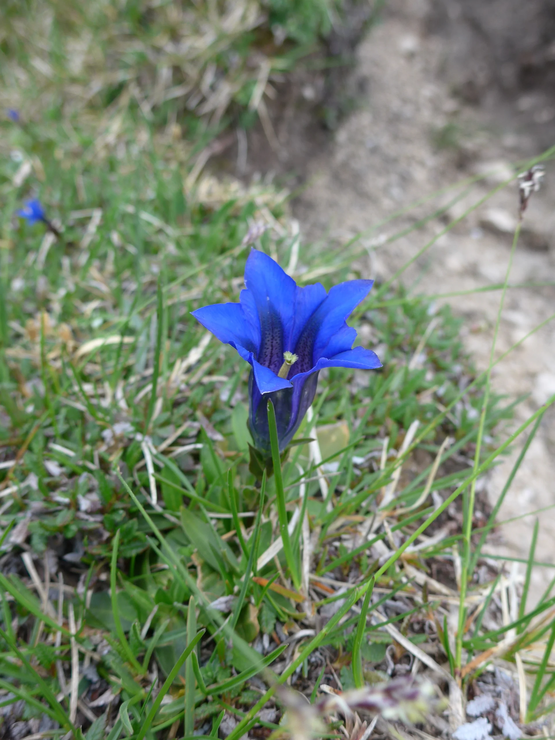 Zahmer Kaiser | © Ludwig Able