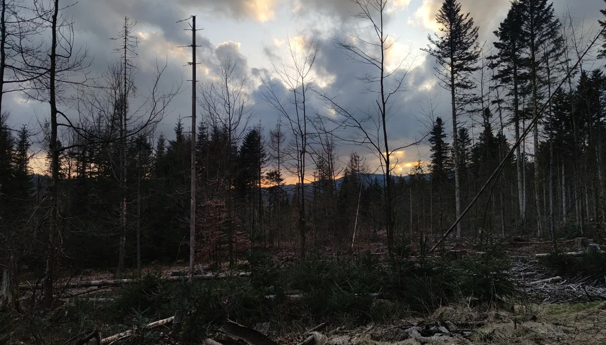 Bayerischer Wald | © Schlappinger Anna