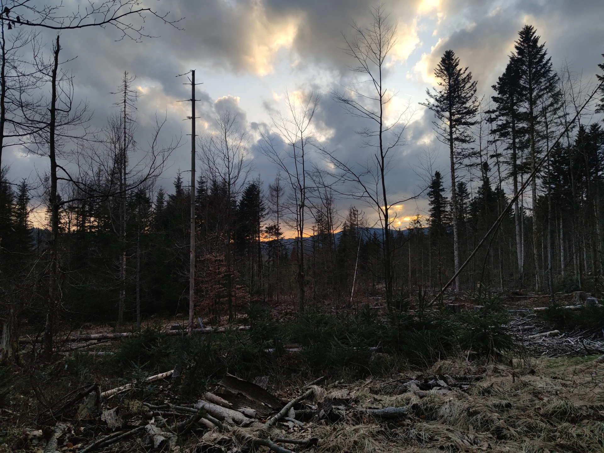 Bayerischer Wald | © Schlappinger Anna