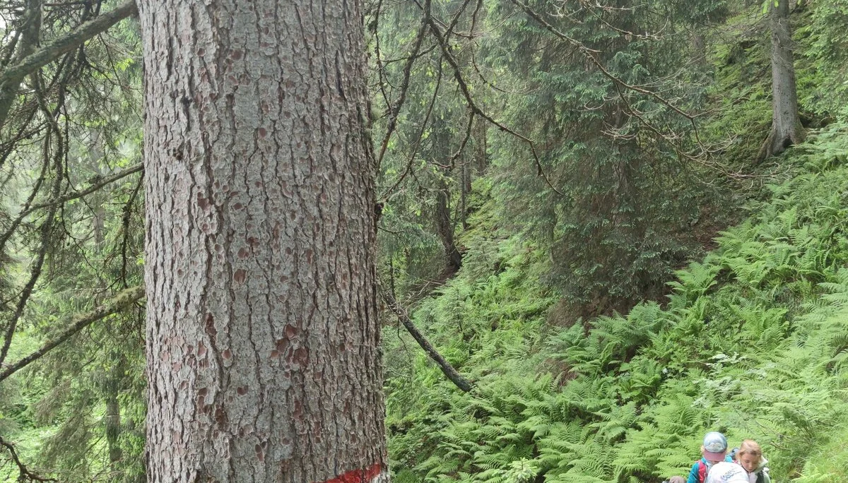 Bochumer Hütte | © Schlappinger Anna