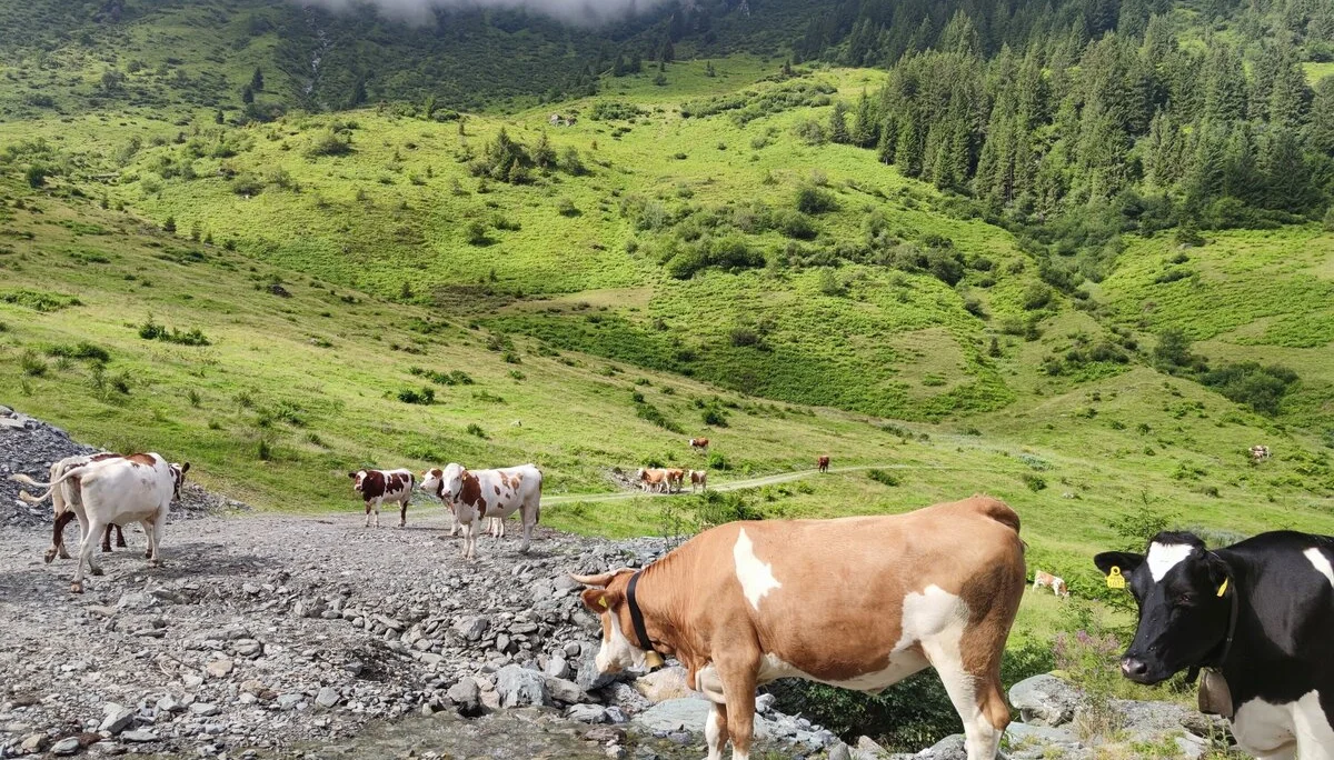 Bochumer Hütte | © Schlappinger Anna