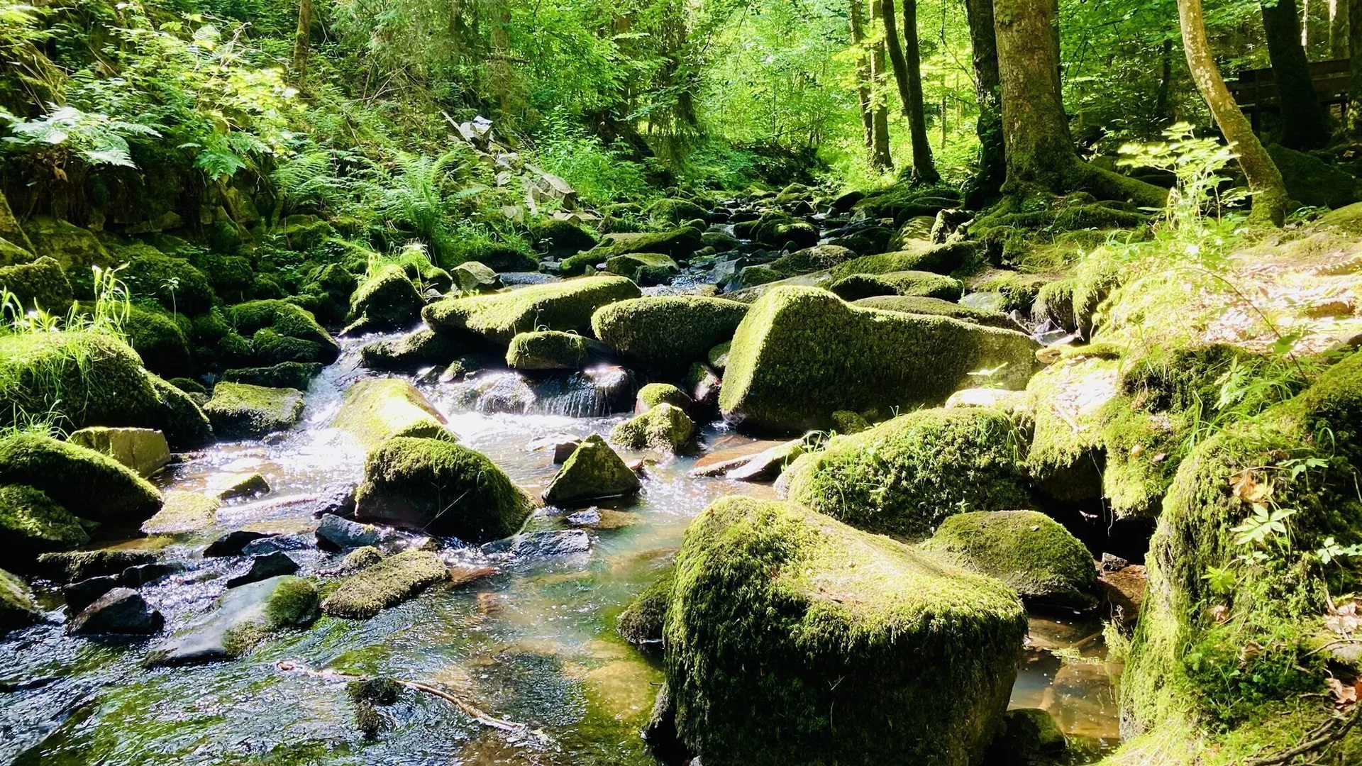 Wanderung durch die Saußbachklamm | © Marlene Killesreiter