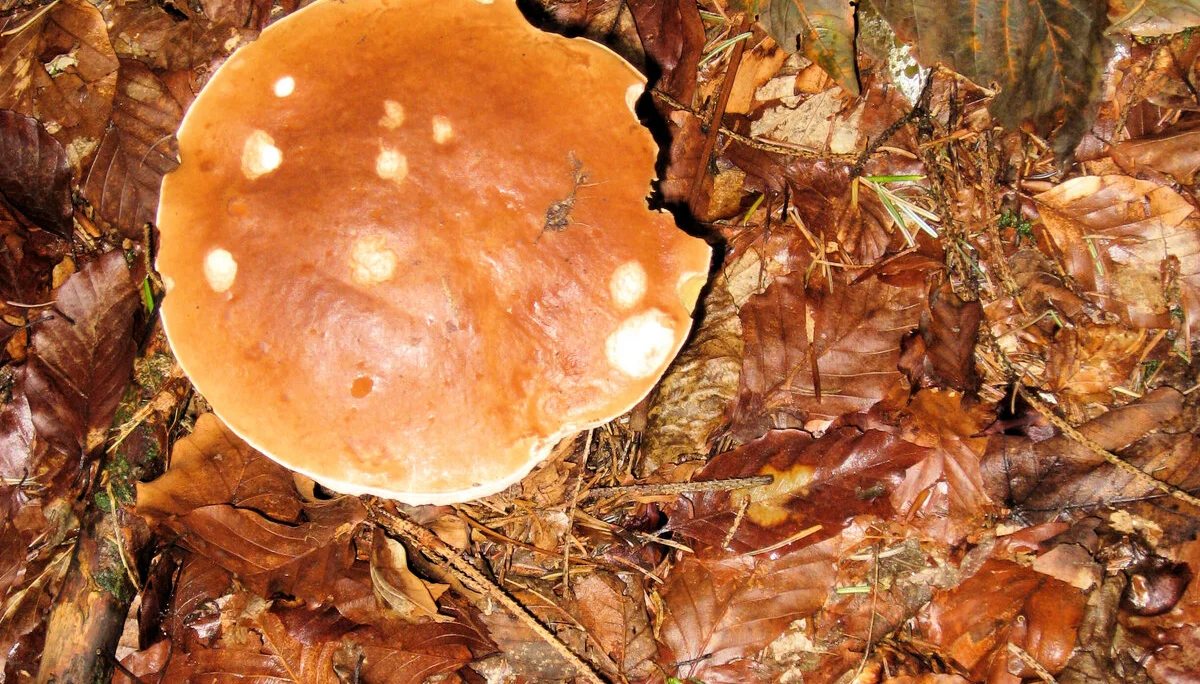 Falkenstein  | © Falkenstein 