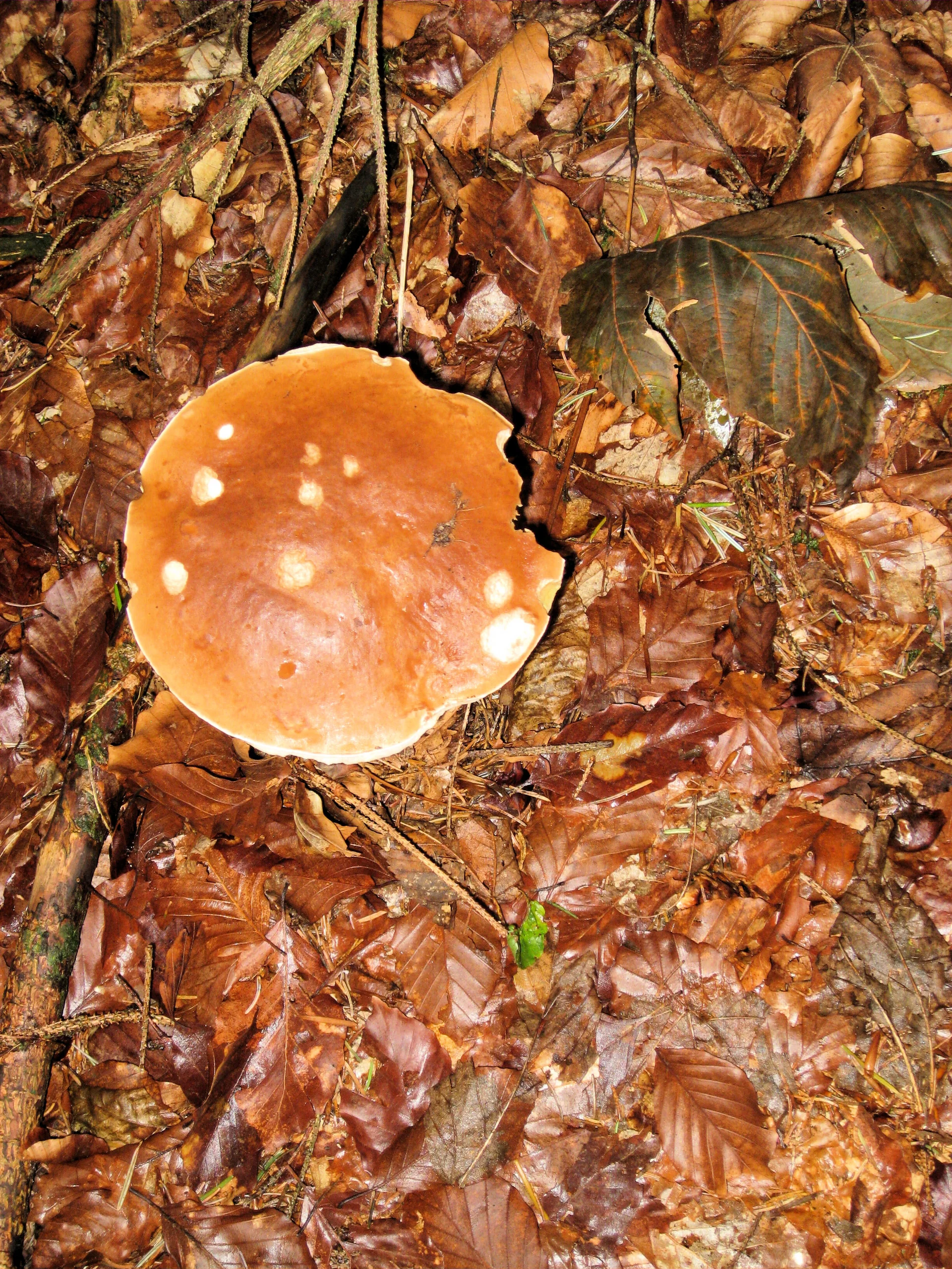 Falkenstein  | © Falkenstein 