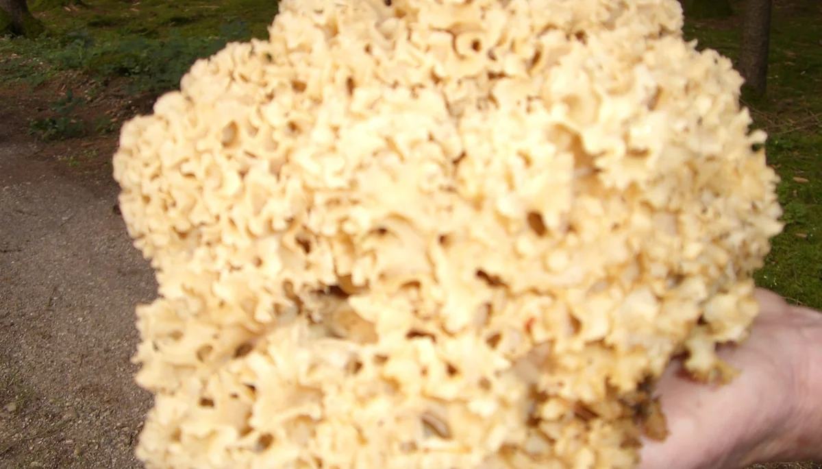 Entensee | © Entensee