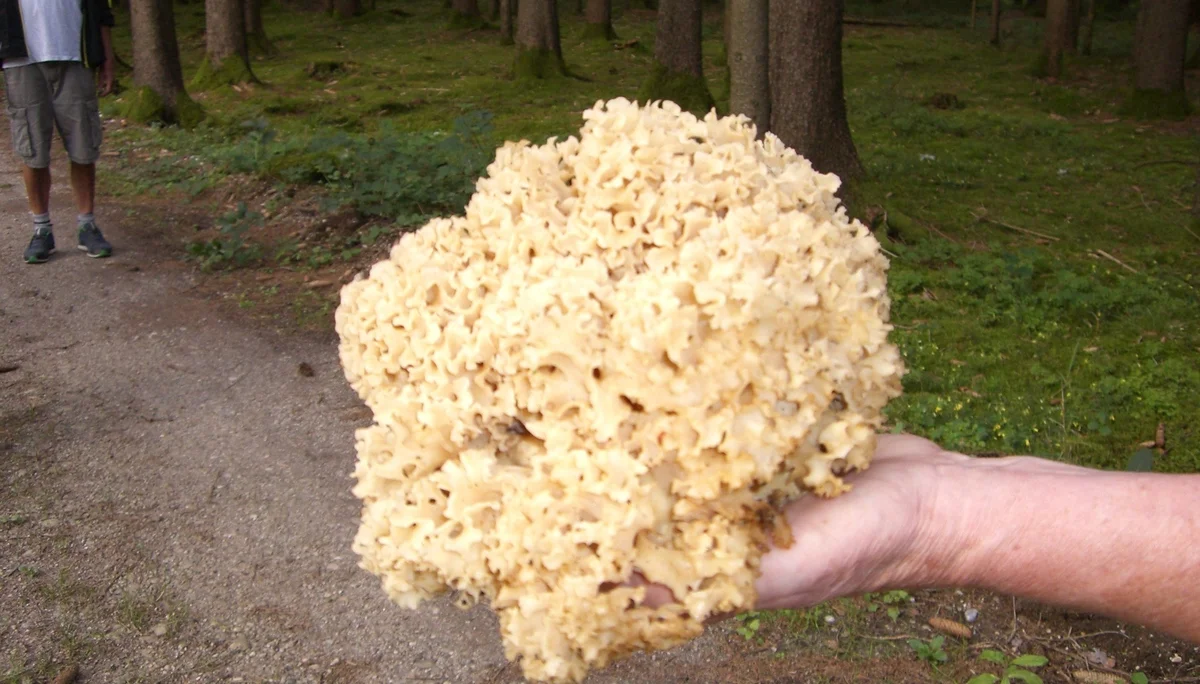 Entensee | © Entensee