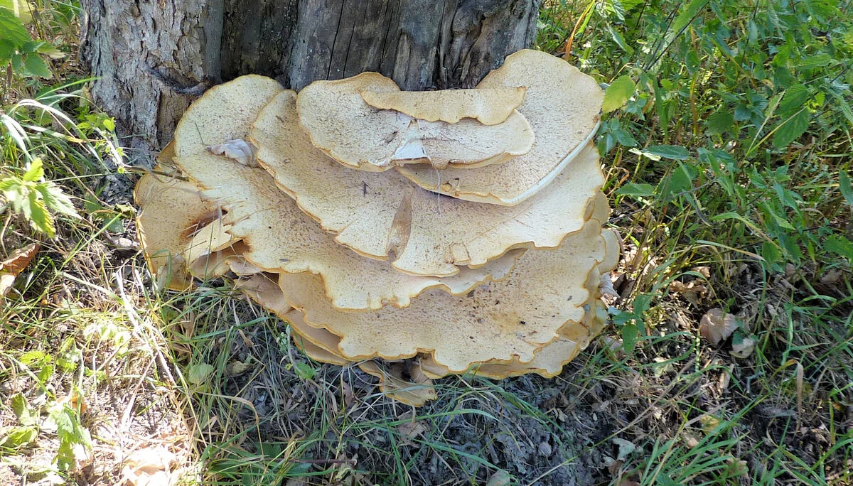 Falkenstein | © Falkenstein