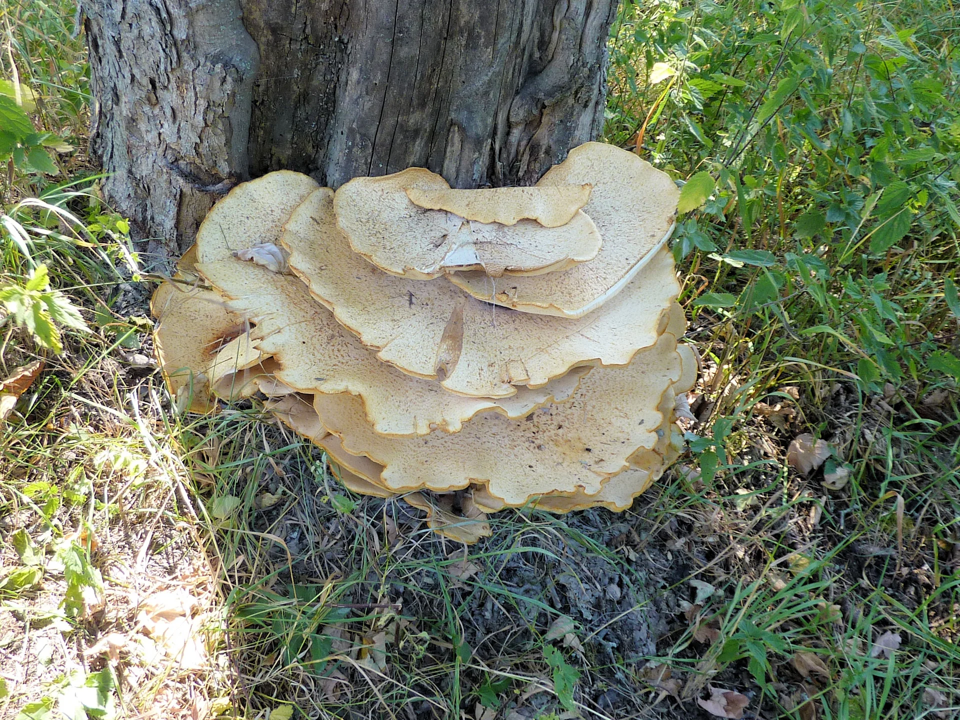 Falkenstein | © Falkenstein