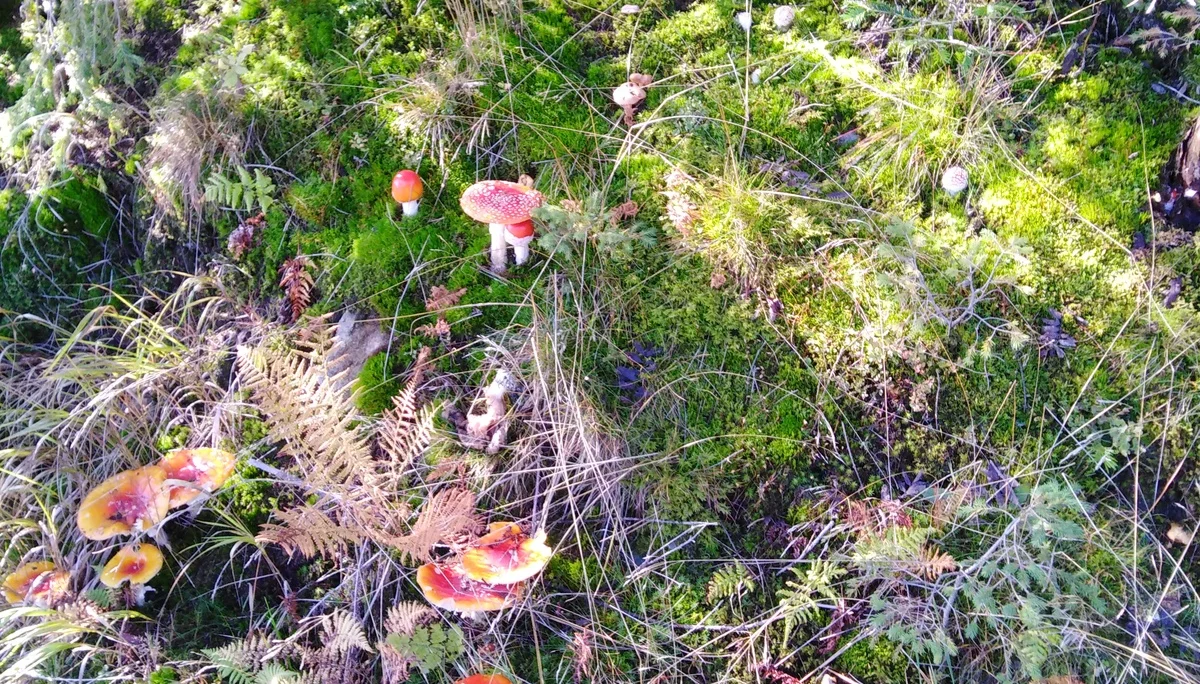 Geisskopf Sommer | © Geisskopf Sommer