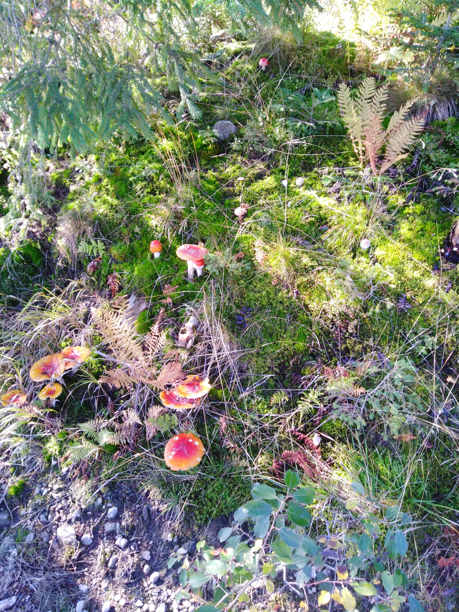 Geisskopf Sommer | © Geisskopf Sommer