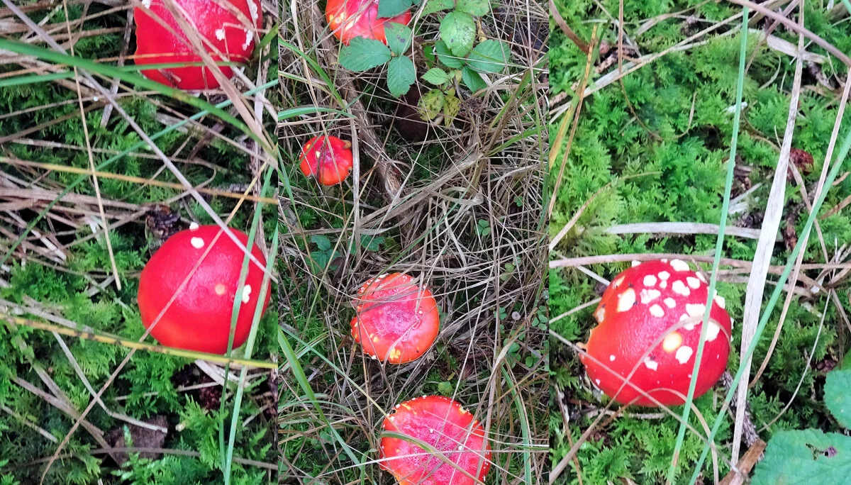 Kronberg | © Kronberg