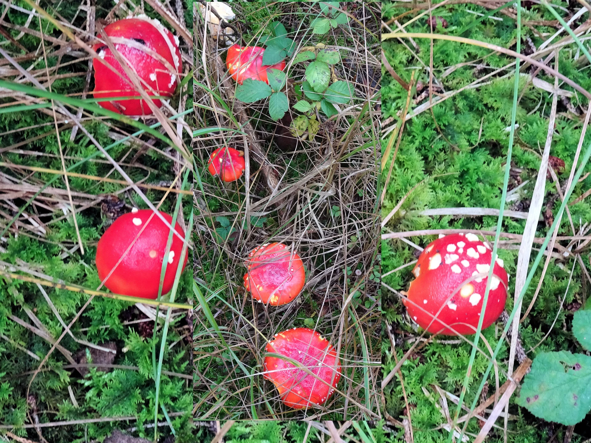 Kronberg | © Kronberg