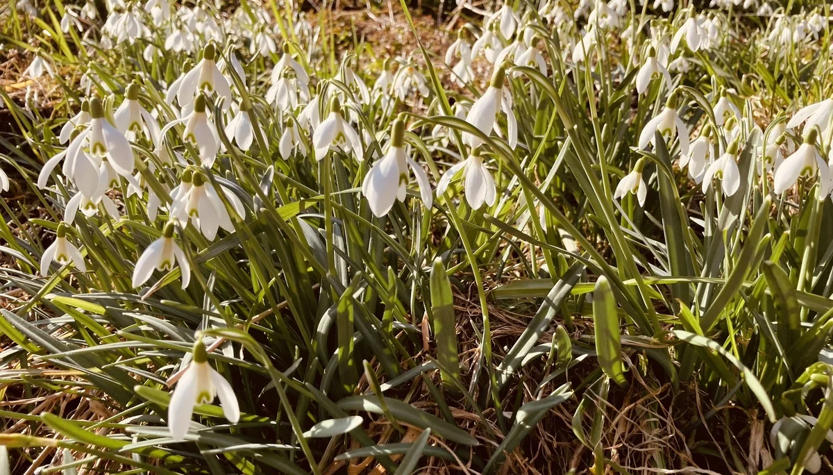 Schneeglöckchenwanderung | © Killesreiter Marlene