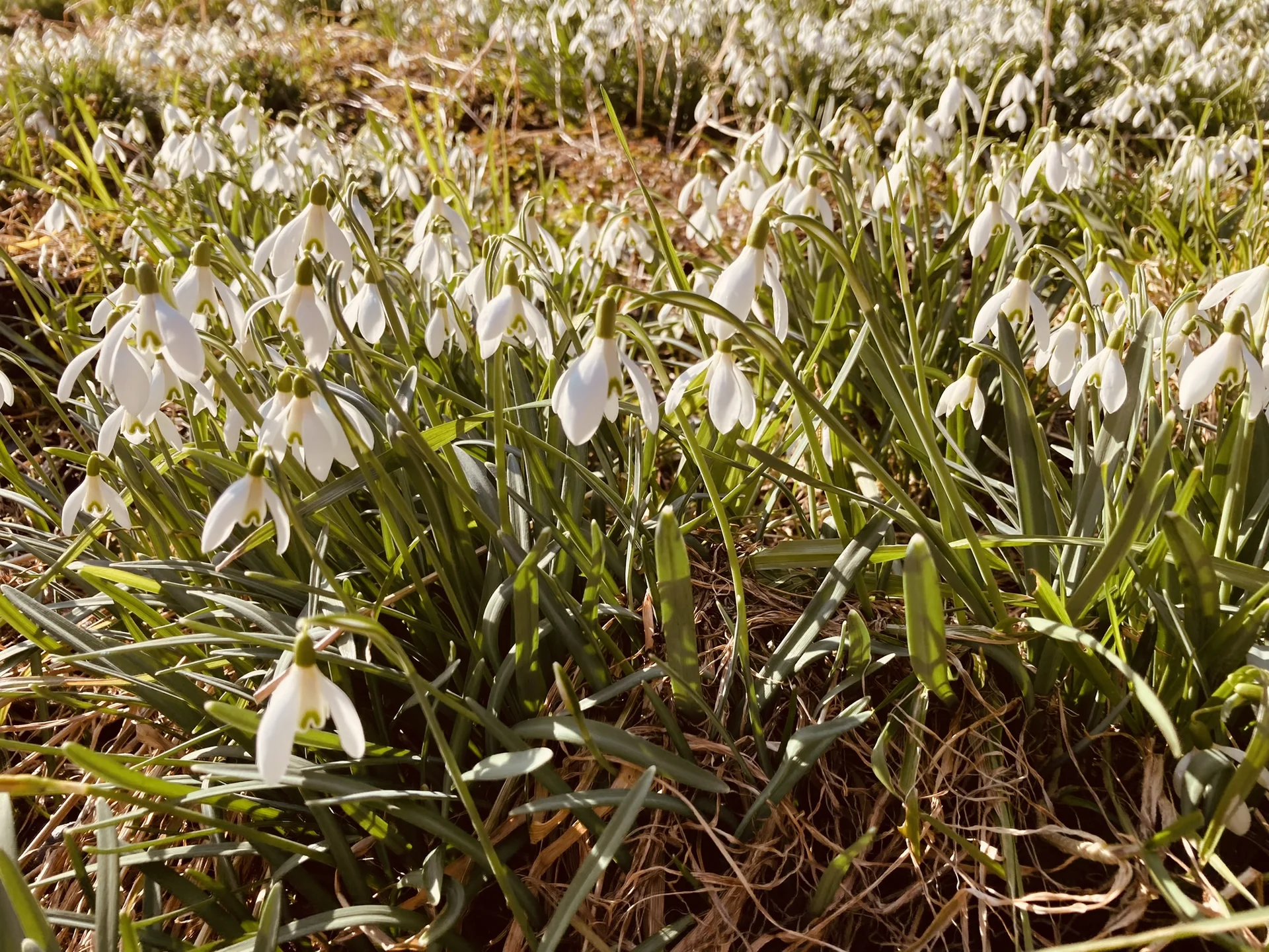 Schneeglöckchenwanderung | © Killesreiter Marlene