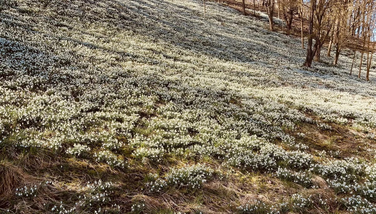 Schneeglöckchenwanderung | © Killesreiter Marlene