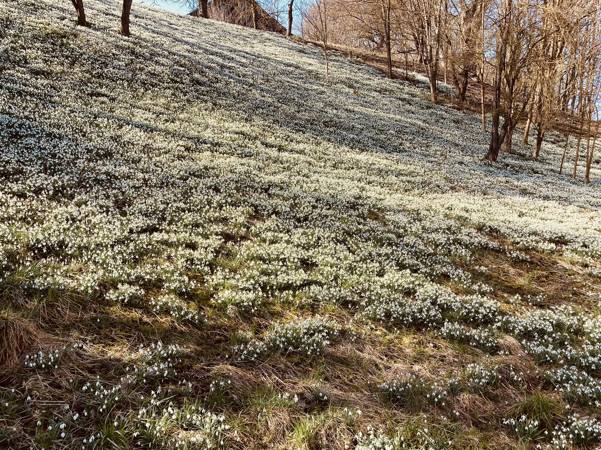 Schneeglöckchenwanderung | © Killesreiter Marlene