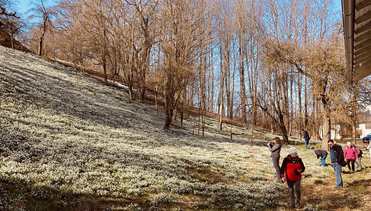 Schneeglöckchenwanderung | © Killesreiter Marlene
