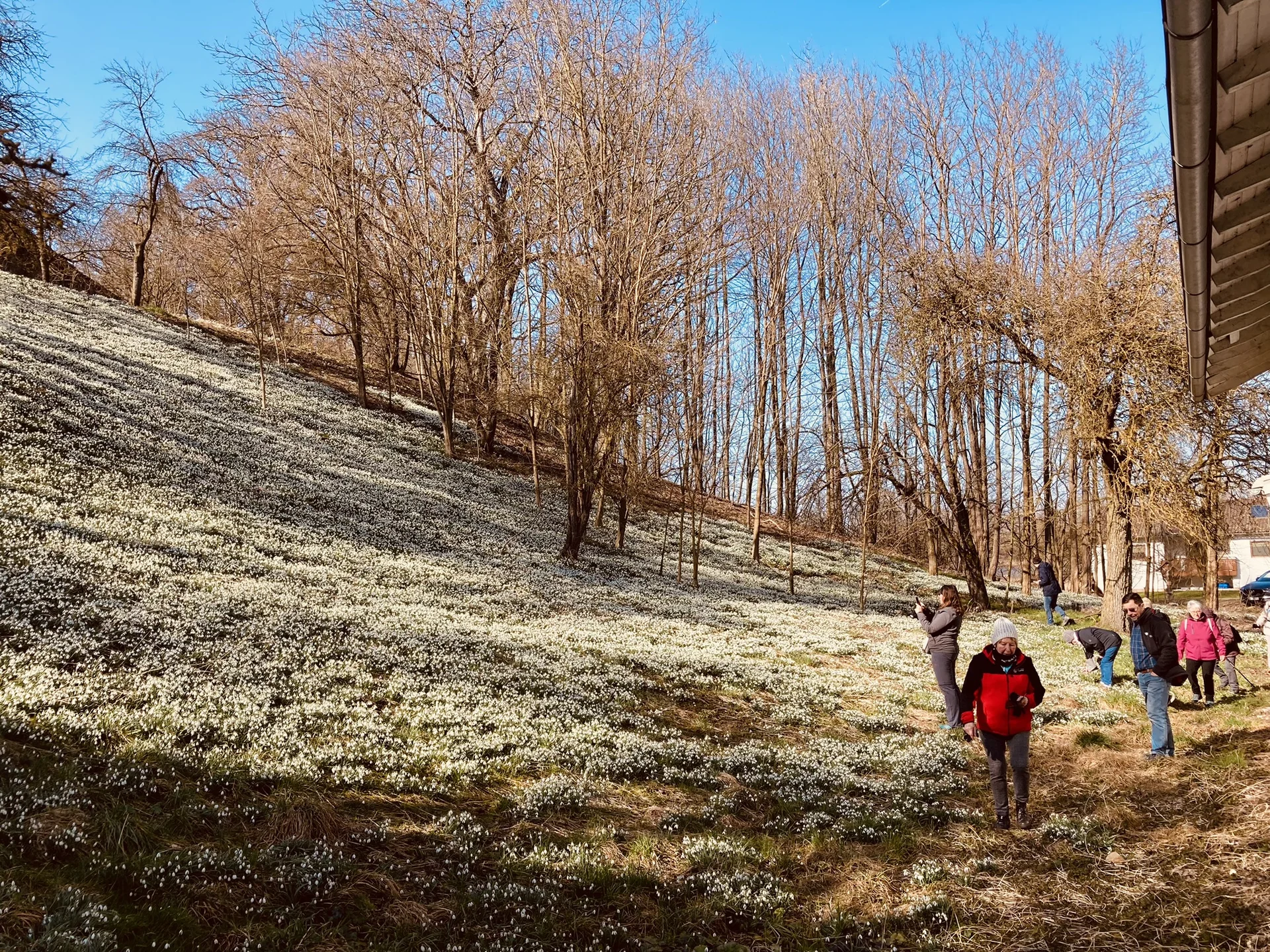 Schneeglöckchenwanderung | © Killesreiter Marlene