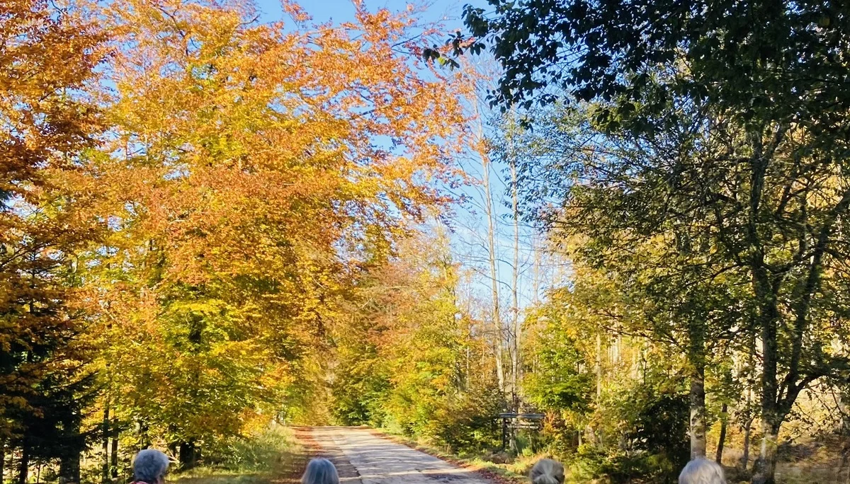 Herbstwanderung im Nationalpark Bayerischer Wald | © Killesreiter Marlene