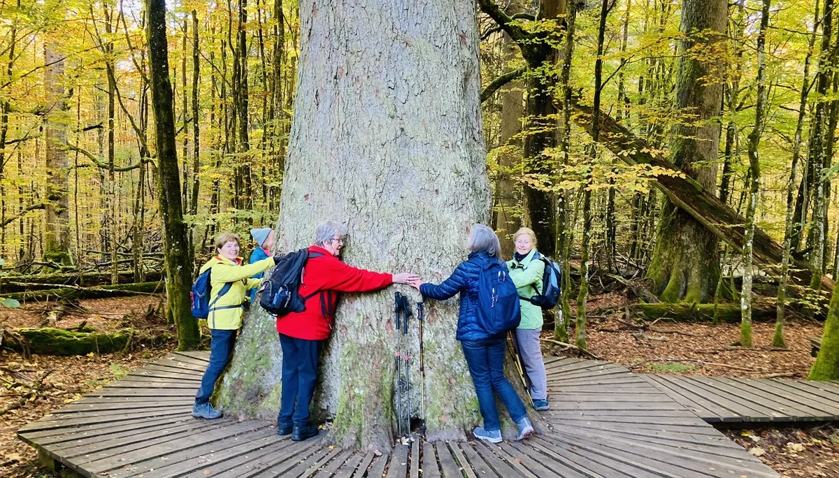 Herbstwanderung im Nationalpark Bayerischer Wald | © Killesreiter Marlene