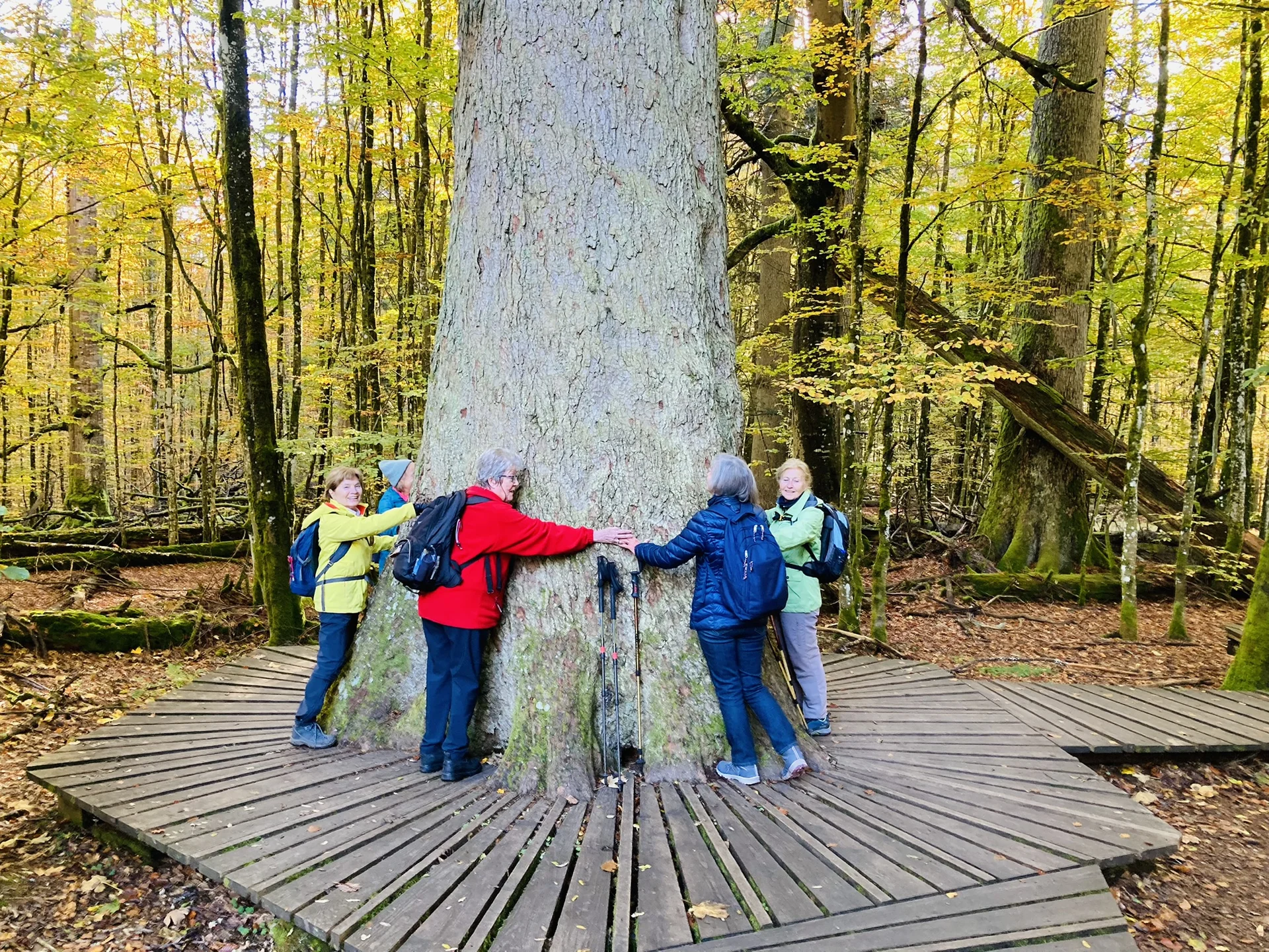 Herbstwanderung im Nationalpark Bayerischer Wald | © Killesreiter Marlene