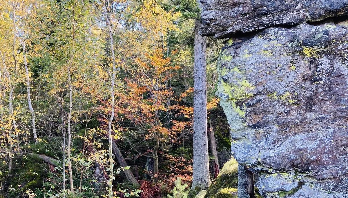 Herbstwanderung im Nationalpark Bayerischer Wald | © Killesreiter Marlene