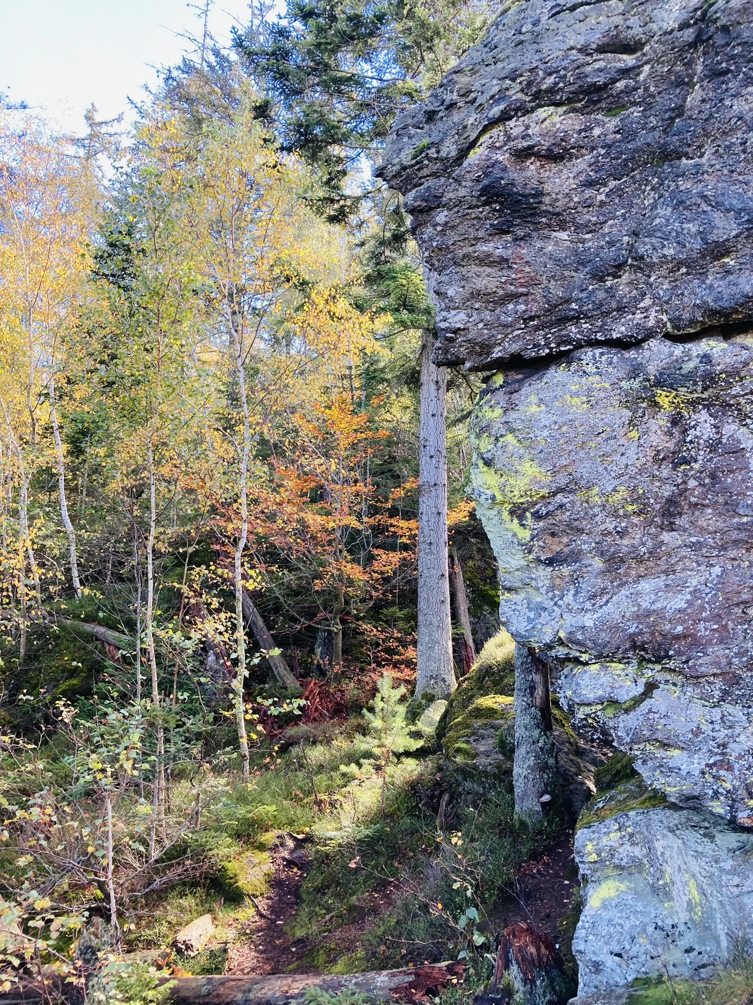 Herbstwanderung im Nationalpark Bayerischer Wald | © Killesreiter Marlene