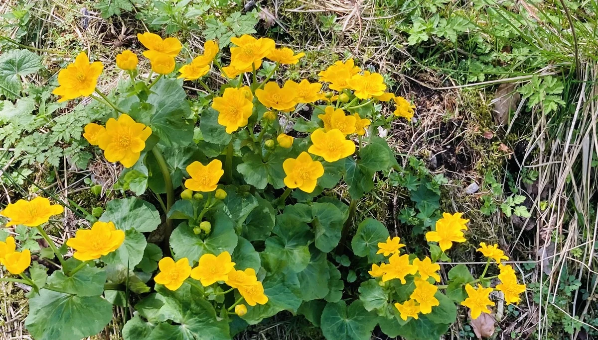 Frühjahrswanderung zum Teufelstisch | © Killesreiter Marlene