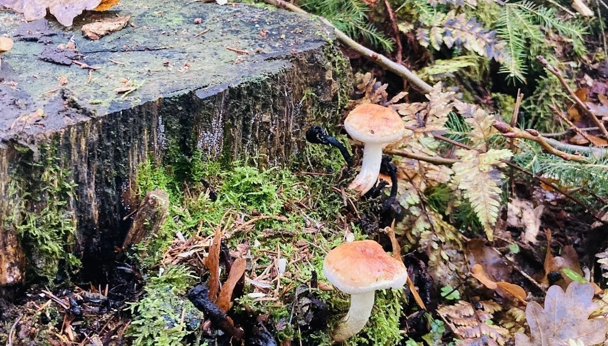 DAV wandert in Bayerisch Kanada | © Killesreiter Marlene