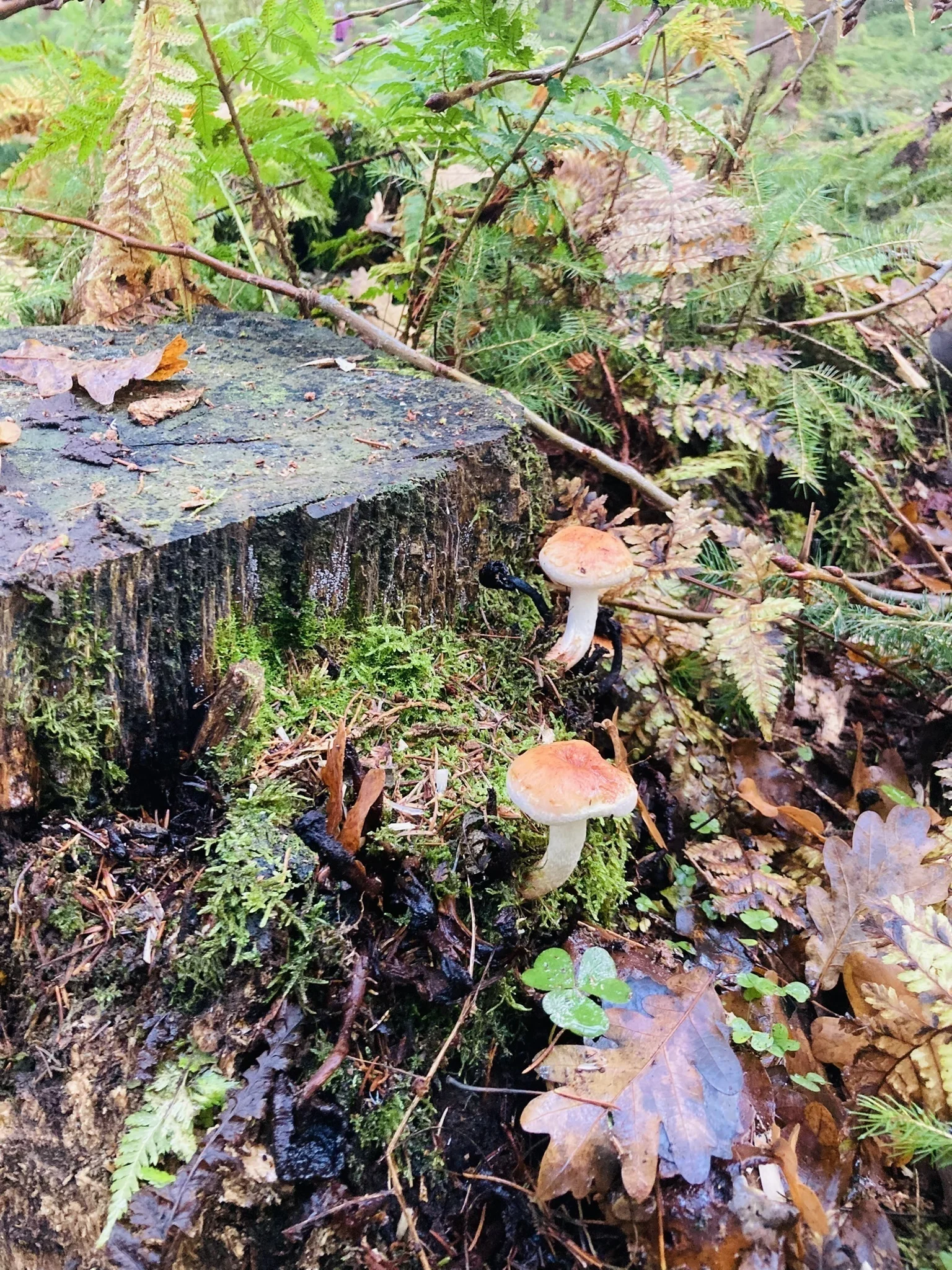 DAV wandert in Bayerisch Kanada | © Killesreiter Marlene
