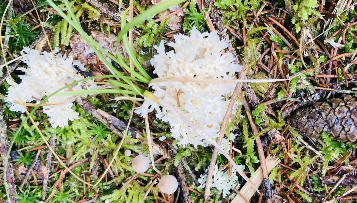 DAV wandert in Bayerisch Kanada | © Killesreiter Marlene