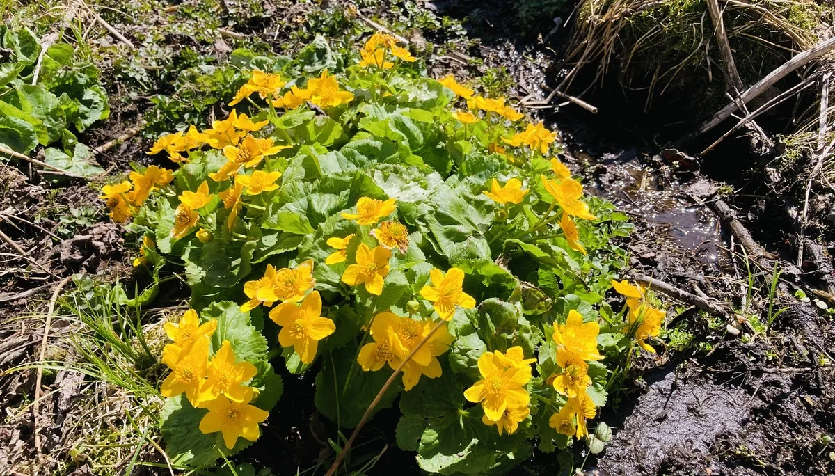 Frühjahrswanderung auf die Oberbreitenau | © Killesreiter Marlene