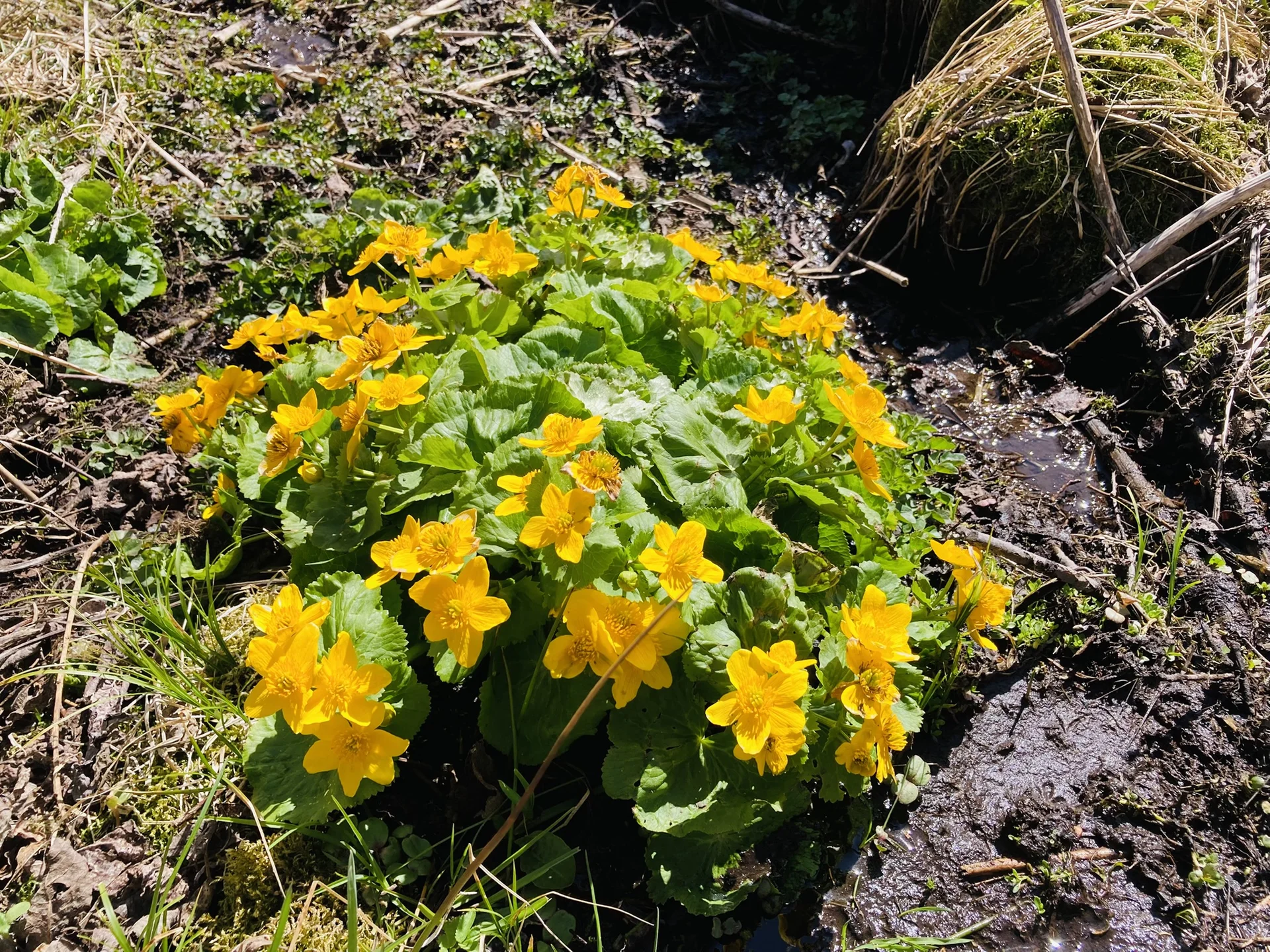 Frühjahrswanderung auf die Oberbreitenau | © Killesreiter Marlene