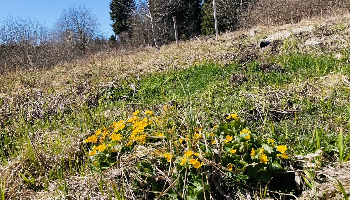 Frühjahrswanderung auf die Oberbreitenau | © Killesreiter Marlene