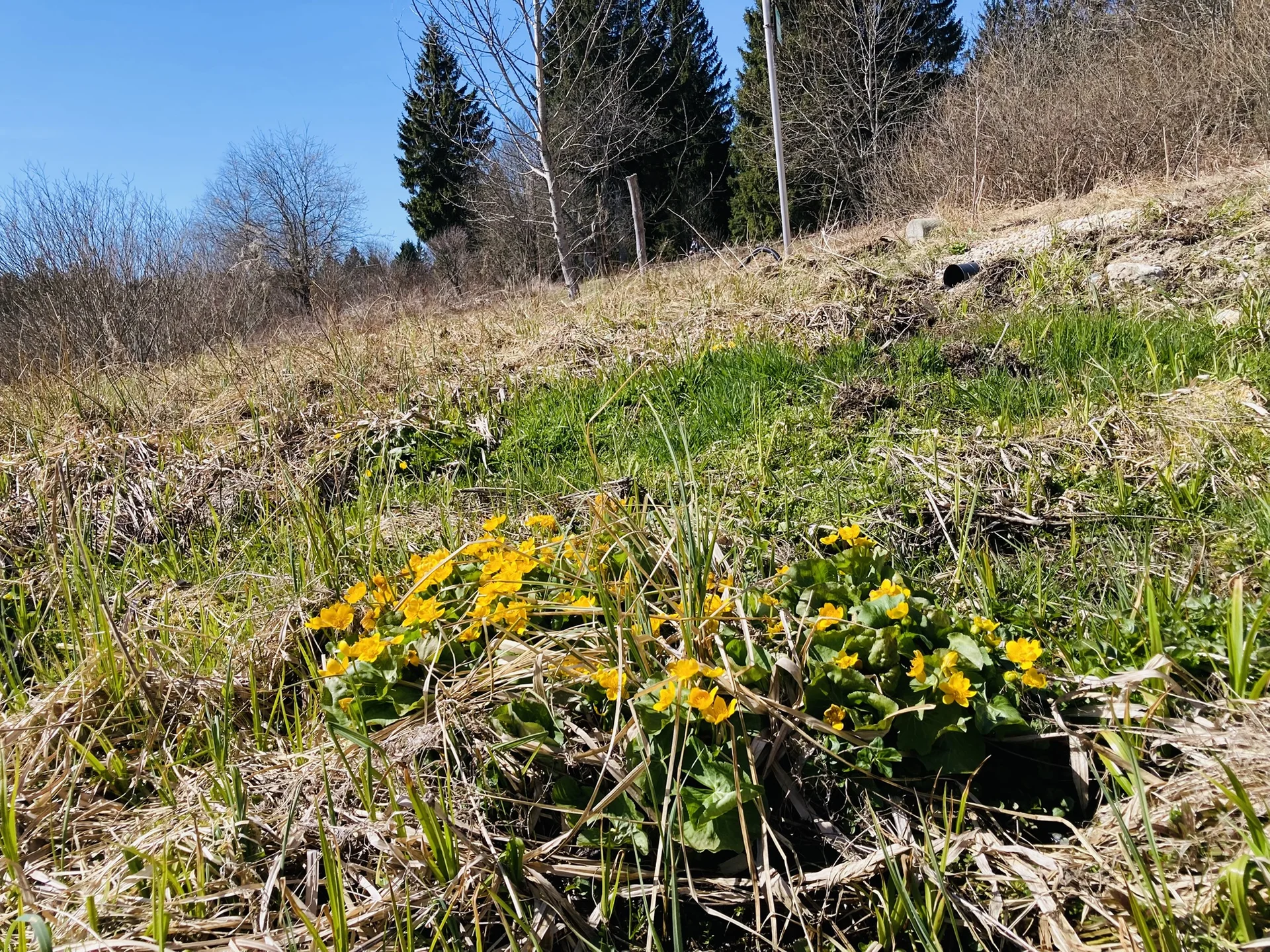 Frühjahrswanderung auf die Oberbreitenau | © Killesreiter Marlene