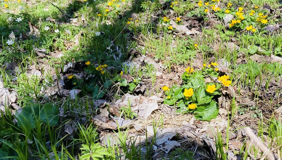 Frühjahrswanderung auf die Oberbreitenau | © Killesreiter Marlene