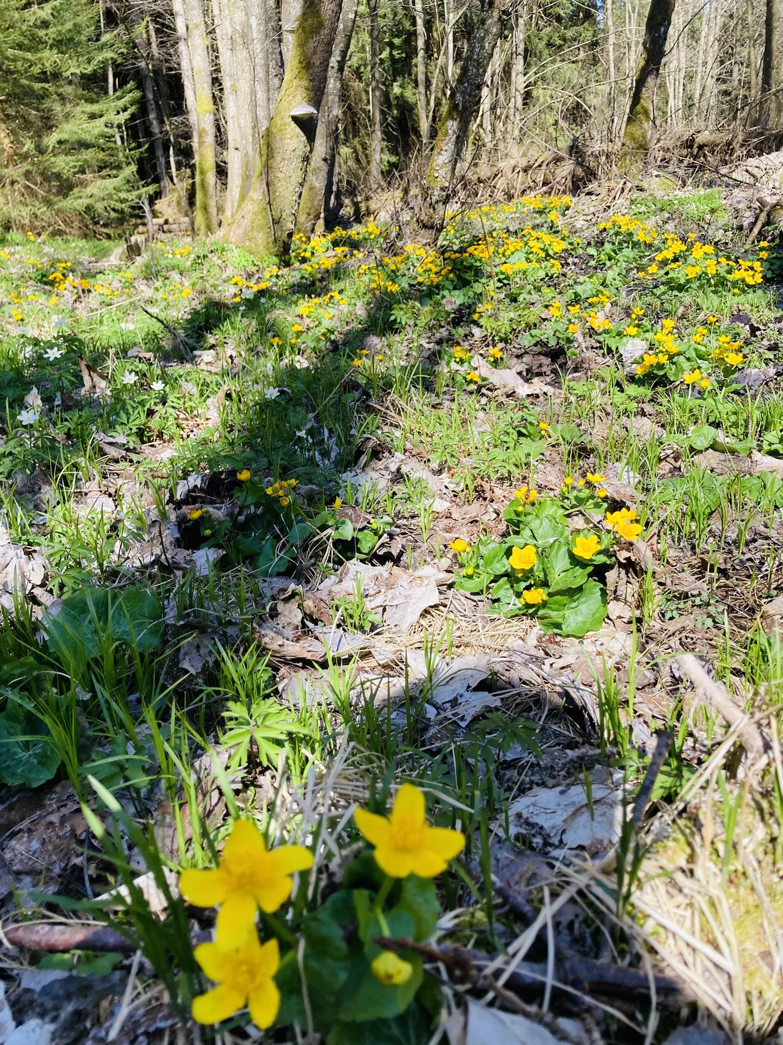 Frühjahrswanderung auf die Oberbreitenau | © Killesreiter Marlene