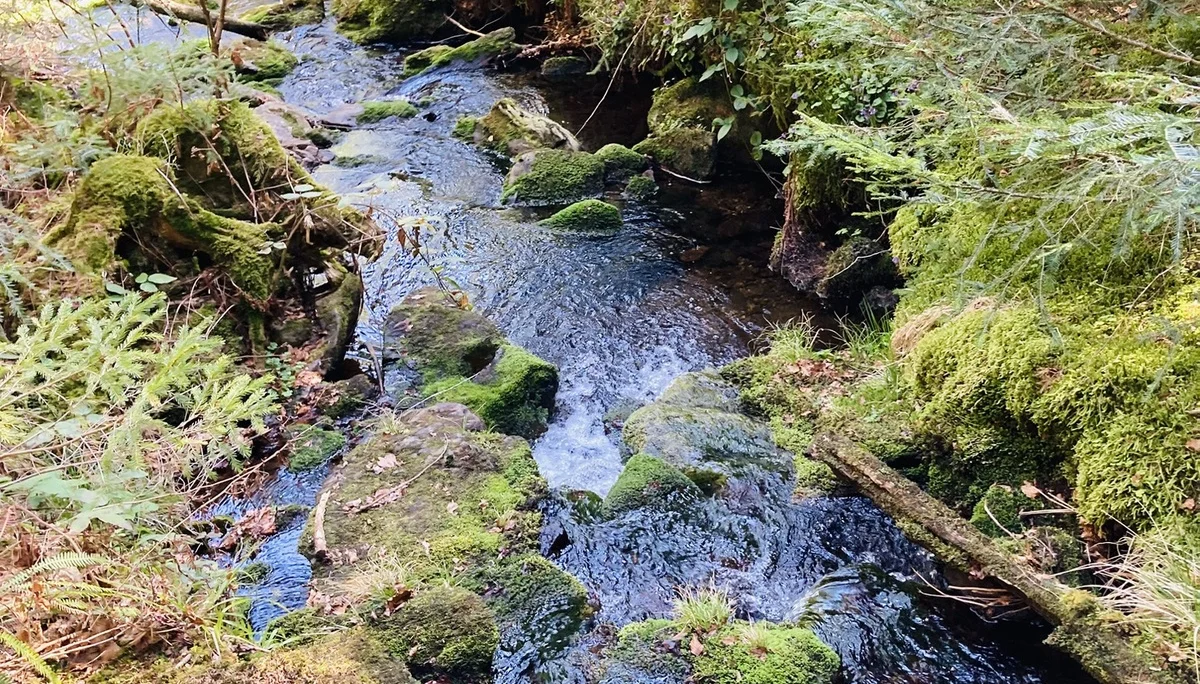 Frühjahrswanderung auf die Oberbreitenau | © Killesreiter Marlene
